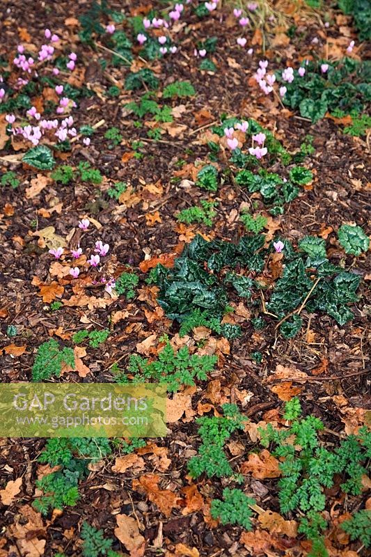 Naturalistic planting of Cyclamen hederifolium AGM with seedlings of Anthriscus sylvestris - needs mowing once a year in July. The odd weed grass is spot sprayed with glyphosate - as shown back right
