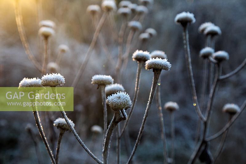 Telekia speciosa seedheads with hoar frost in late December