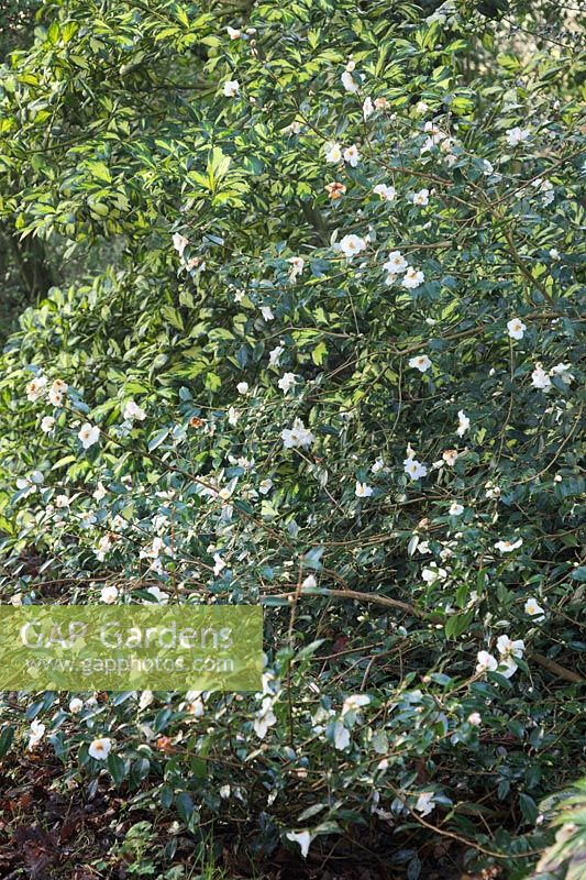 Camellia 'Cornish Snow'  - cuspidata x saluenensis -  AGM