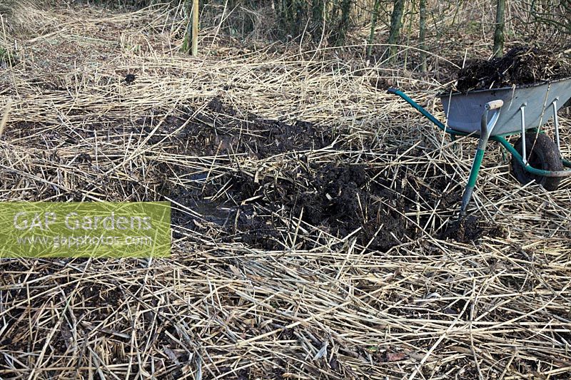 A domestic 4 m square reed bed fed by effluent from a septic tank. After 25 years of use the only maintenance is yearly removal of some humus - 3 or 4 wheelbarrow loads from the reed bed to prevent ground level rising and impeding effluent flow through the bed