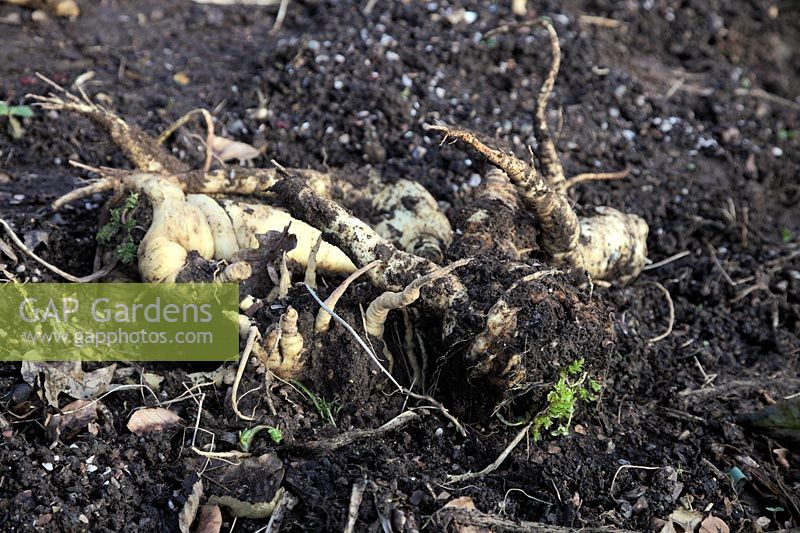 Lifting parsnips - plants with forked roots - Pastinaca sativa