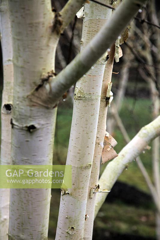 The bark of Betula utilis var. jacquemontii 'Grayswood Ghost' AGM