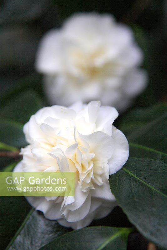 Camellia japonica 'Trewithen White'