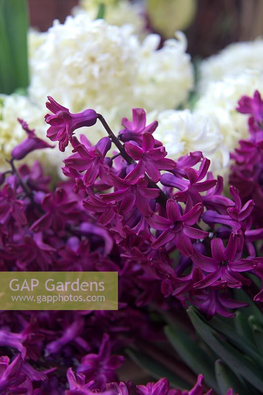 Hyacinthus orientalis 'City of Haarlem' AGM with Hyacinthus orientalis 'Woodstock'