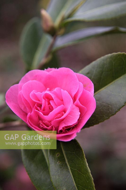 Camellia x williamsii 'Anticipation' AGM