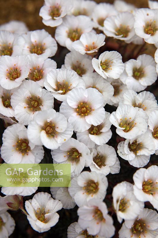 Saxifraga  - Prichard's Monument Group -  'Karel Capek'  - x megaseiflora -   - 7 - 