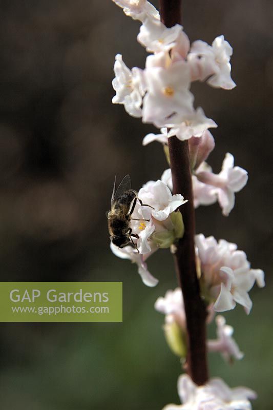 Daphne bholua 'Garden House Enchantress' with an early Hoverfly feeding