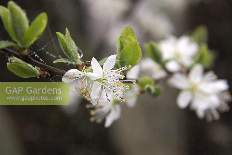 Prunus insititia 'Prune Damson'  - C -  AGM Plum blossom with morning dew and cobwebs