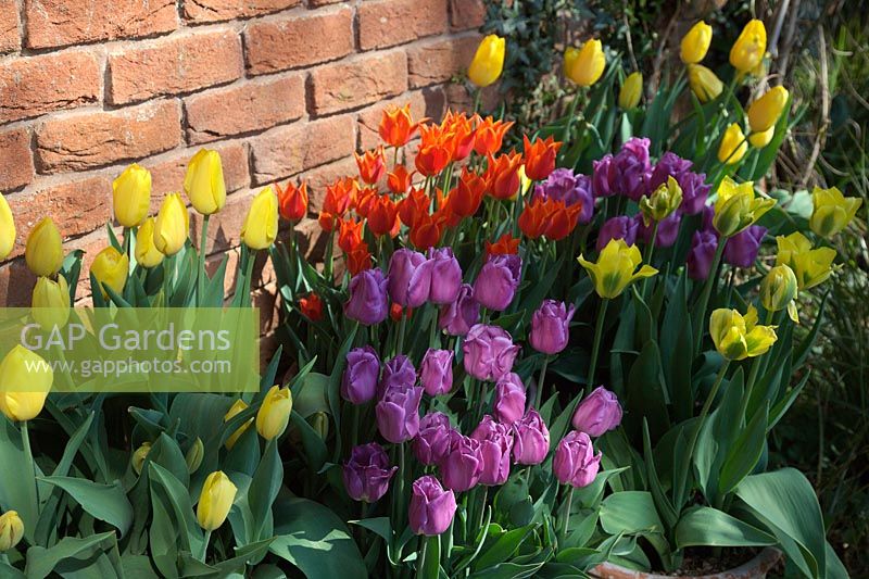 Tulips in pots - 'Yokohama' 'Ballerina', 'Yellow Spring Green' and 'Magic Lavender'