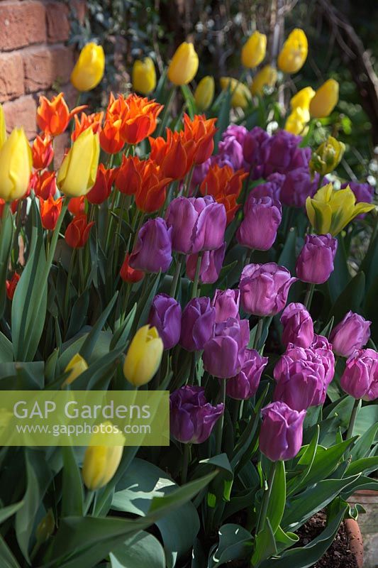 Tulips in pots - 'Yokohama' 'Ballerina', 'Yellow Spring Green' and 'Magic Lavender'