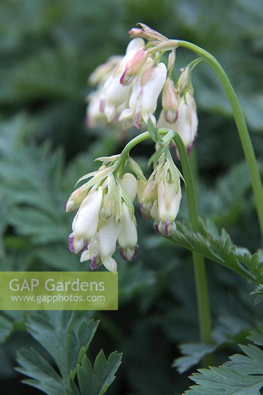 Dicentra formosa 'Langtrees' AGM