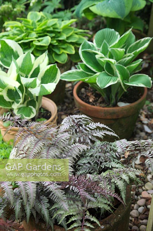 Pots of shade lovers - Hosta, Acer dissectum and Athyrium niponicum pictum growing under a tree