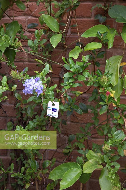 Encarsia formosa on cards hanging in foliage of Plumbago auriculata 'Crystal Waters' to control whitefly