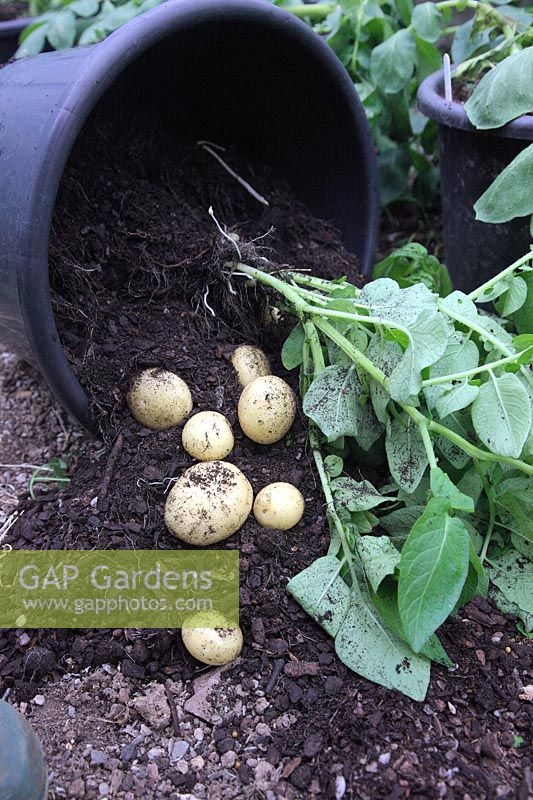 Harvesting first early new potatoes variety Solanum tuberosum 'Swift' in late May - plant grown in 20 litre pot in polytunnel