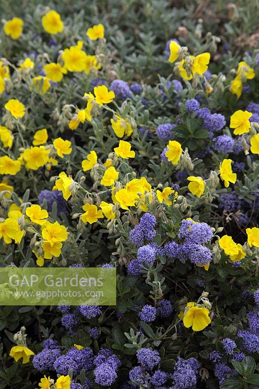 Yellow Helianthemum with blue Ceonothus