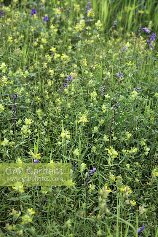 Rhinanthus minor - Yellow Rattle with Hyacinthoides non-scripta - English Bluebell