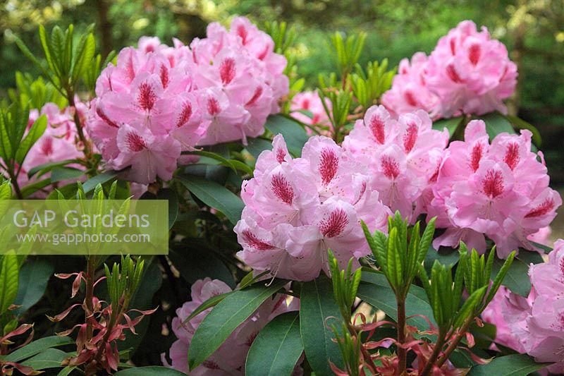 Rhododendron 'Mrs Furnivall' AGM