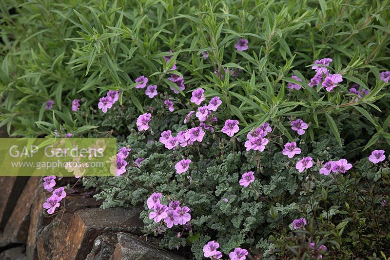 Erodium 'Fran's Delight' growing on top of a wall