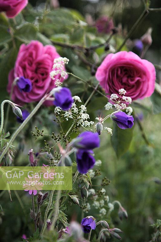Rosa GERTRUDE JEKYLL 'Ausbord'  - PBR -   - S -  AGM, Geranium 'Orion' and Silene dioica - red campion with early morning dew