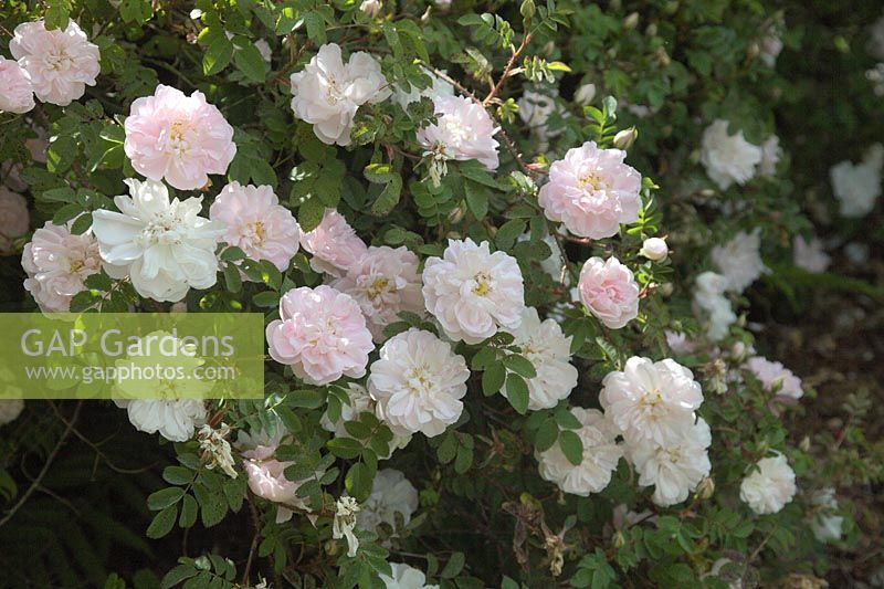 Rosa 'Stanwell Perpetual'  - SpH -  AGM