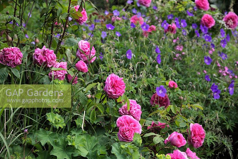 Rosa 'Gertrude Jekyll' with Geranium 'Orion' and Silene dioca - Red Campion