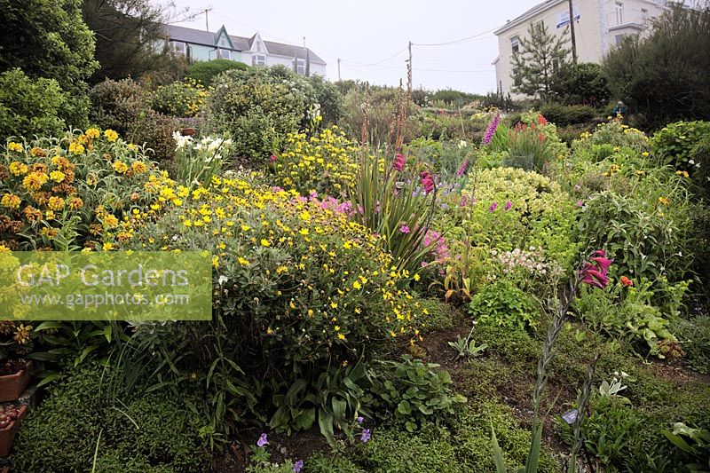 The garden in June at Foamlea, Mortehoe, Devon