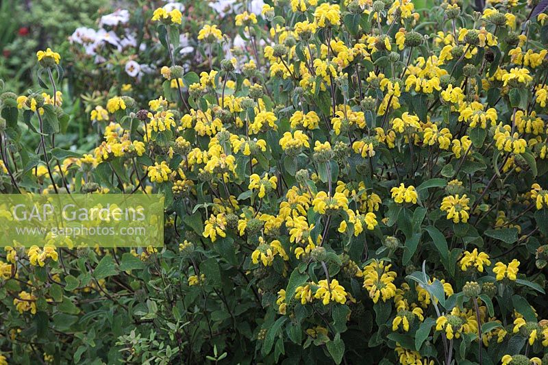 Phlomis 'Le Sud' growing in the national collection at Foamlea, Mortehoe, Devon