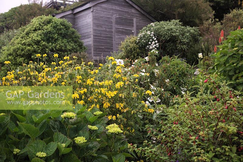 Phlomis 'Le Sud' growing in the national collection at Foamlea, Mortehoe, Devon