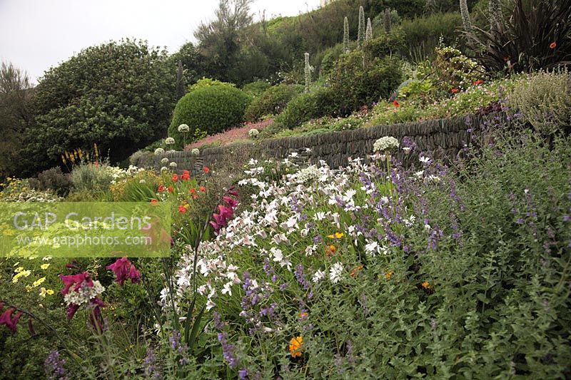 Coastal garden on North Devon coast Foamlea, Mortehoe
