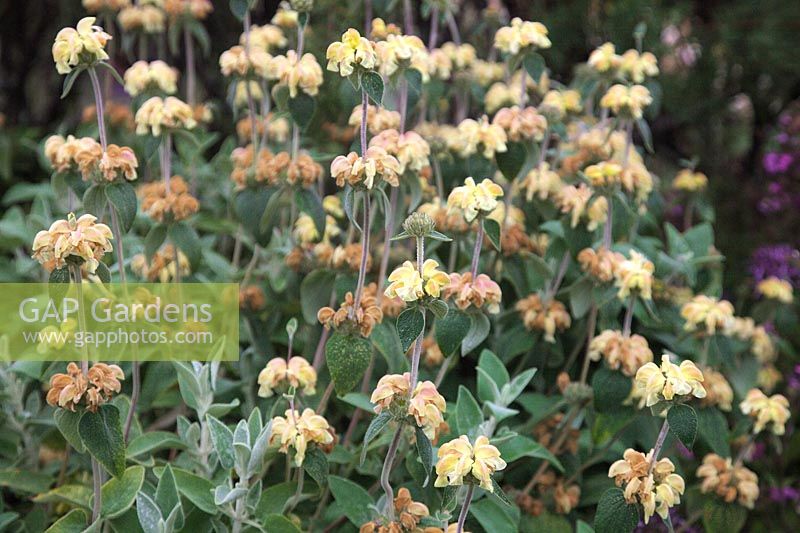 Phlomis x margaritae in the National Collection at Foamlea, Mortehoe, Devon