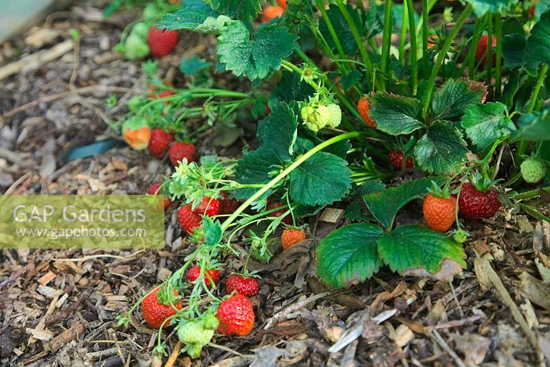 Fragaria - Strawberry 'Pegasus' growing in soil in polytunnel and mulched with wood chips