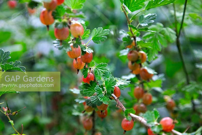 Ribes uva-crispa 'Whinham's Industry'  - C/D -  AGM Gooseberry