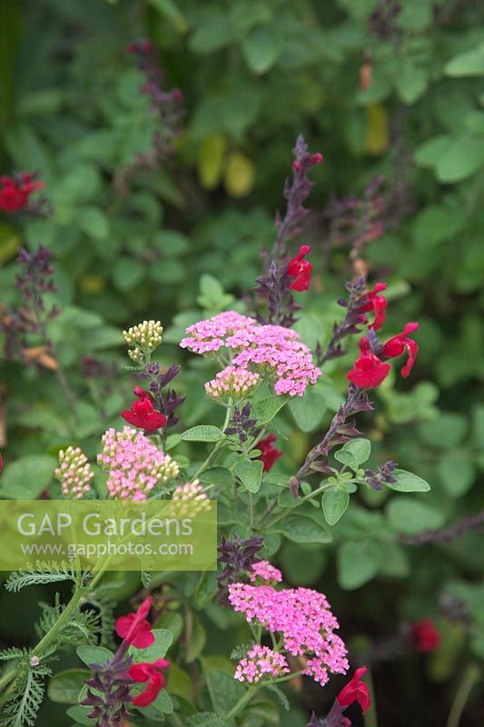 Pink Achillea with Salvia 'Silas Dyson'
