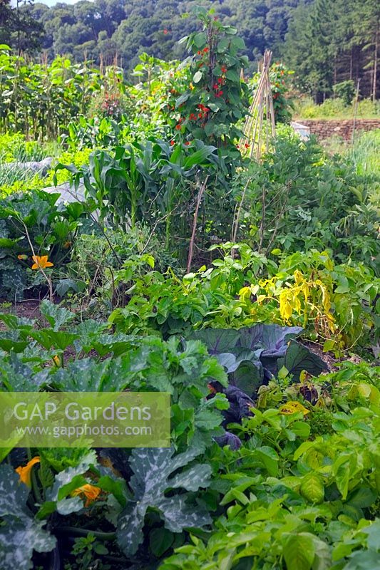 Peter Buckley Learning Area - Growing vegetables RHS Rosemoor, UK