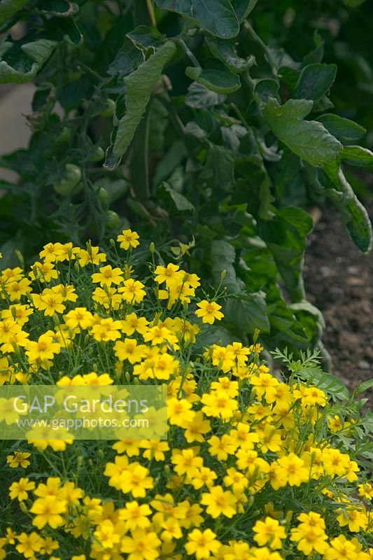 Tagetes 'Lemon Gem' as companion plating for pest control - whitefly