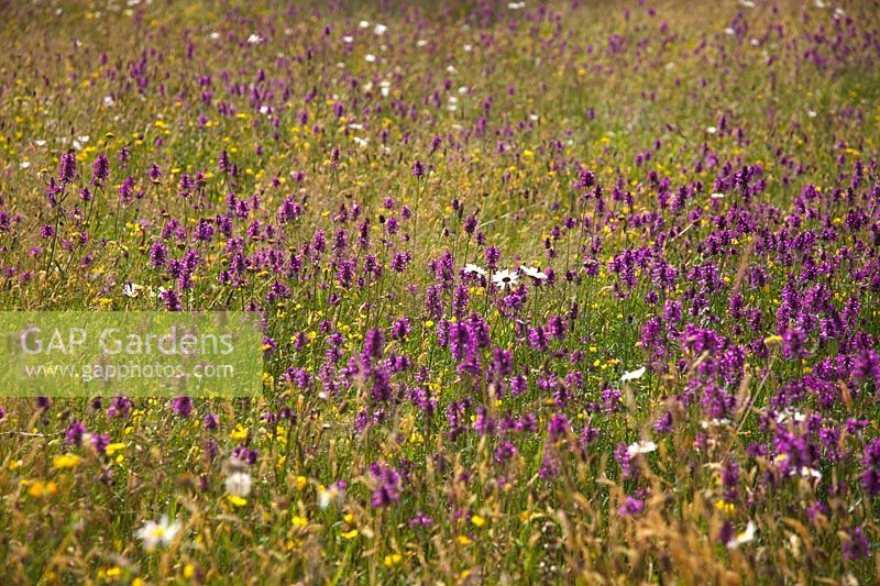 Meadow with Stachys officinalis - Betony at RHS Rosemoor