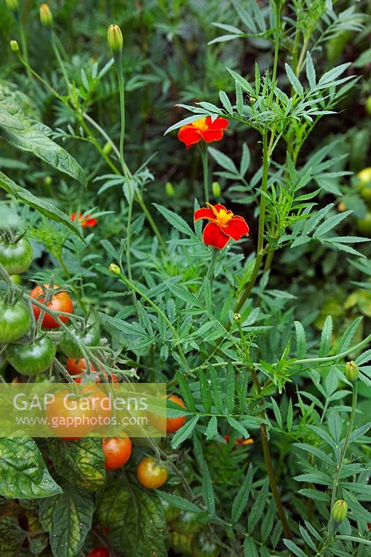 Tagetes linnaeus 'Burning Embers' as a companion plant with Tomatoes