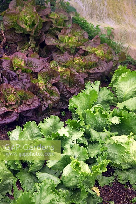 Lettuce 'Lakeland' Rossa Ricciolina and Cos 'Dazzle' growing in polytunnel