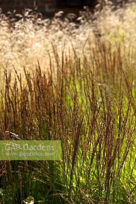 Deschampsia 'Goldtau' and Molinia 'Moorhexe' Oudolf plantings in Cloister Garden at Durslade , Bruton, Somerset