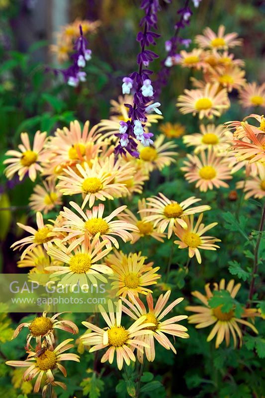 Chrysanthemum 'Mary Stoker'  - 21d - 