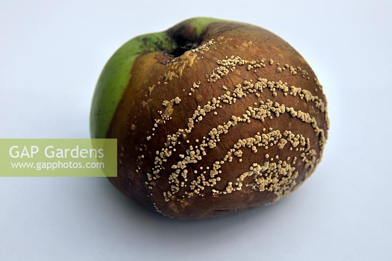 Malus domestic - rotten apple with concentric rings of fungal fruiting bodies