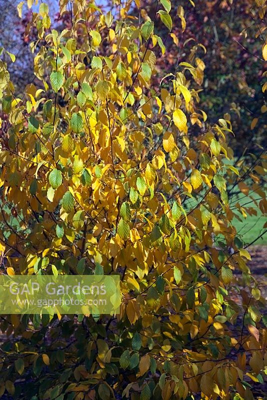 Betula lenta autumn colour
