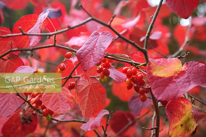 Disanthus cercidifolius AGM autumn leaf colour with the fruits of Black Bryony - Tamus communis
