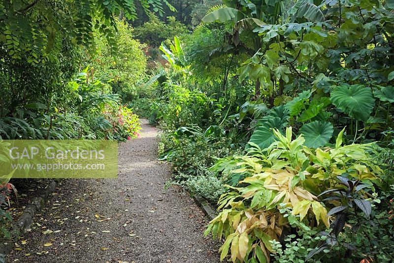 Tropical foliage in Lady Anne's garden at RHS Rosemoor