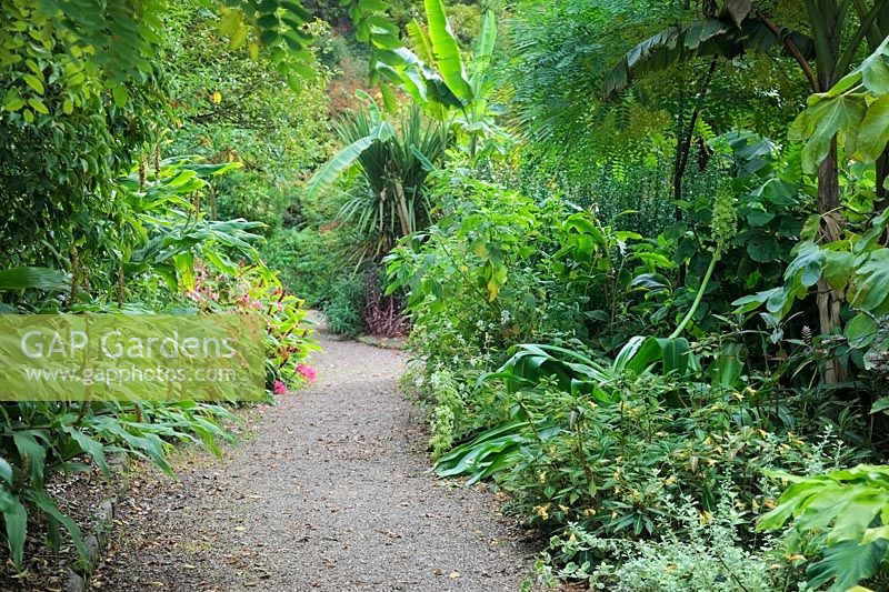 Tropical foliage in Lady Anne's garden at RHS Rosemoor