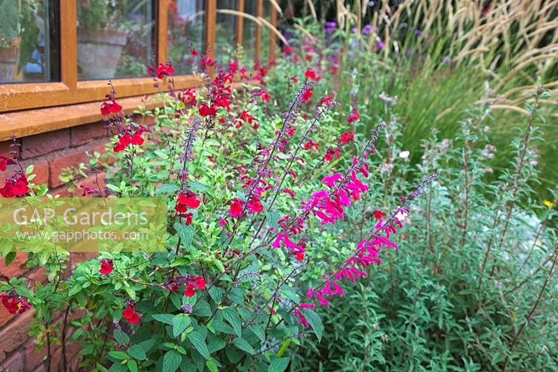 Salvia curviflora with Salvia 'Silas Dyson' growing on south facing conservatory wall - shown in October