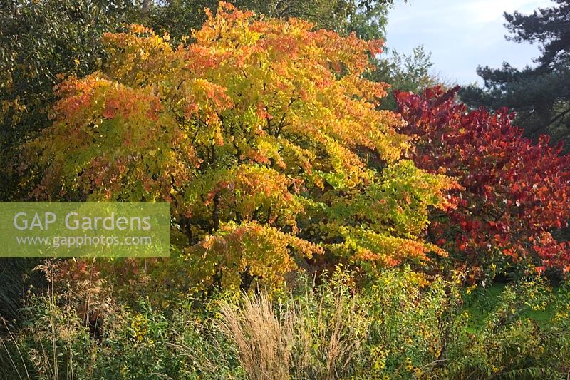 Cercidiphyllum japonicum AGM with Cercis canadensis 'Forest Pansy' AGM autumn colour in October