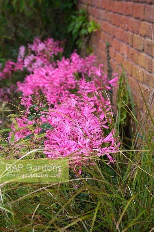 Nerine bowdenii AGM growing at base of west facing wall - shown October