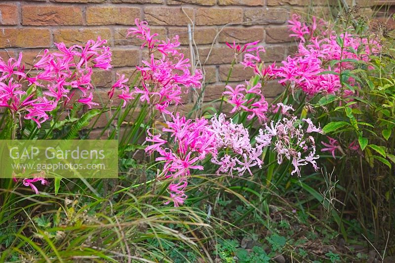 Nerine bowdenii AGM growing at base of west facing wall - shown October