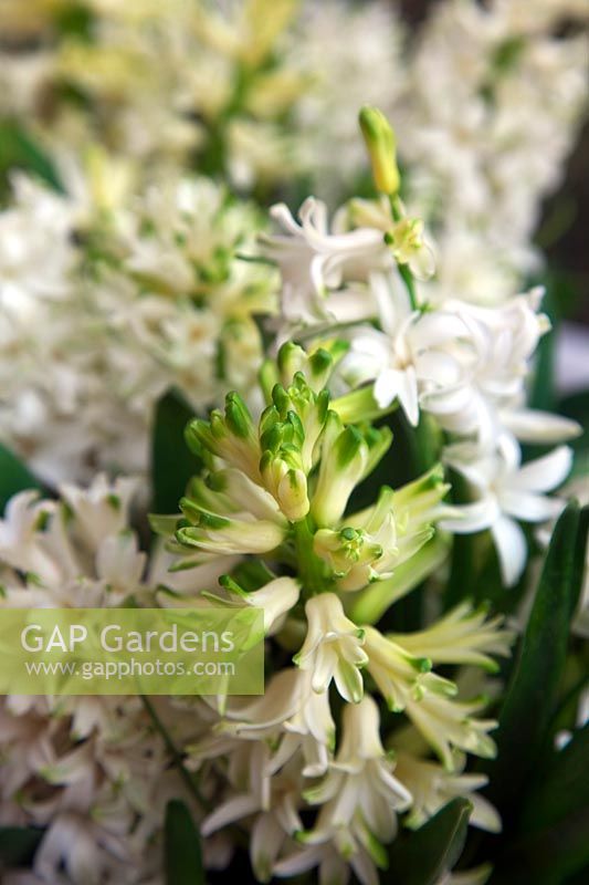 The fragrant white Hyacinth - Hyacinthus orientalis 'Carnegie' in pots in conservatory during February
